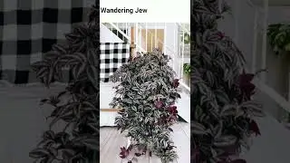 Best easy house plants