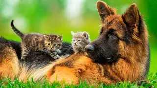 These funny animals are cats and dogs 2022 #44
