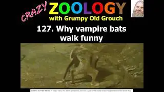 Why vampire bats walk funny (Crazy Zoology 127 with Grumpy Old Grouch)