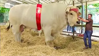 16 biggest bulls in the world💥biggest bulls In Pakistan and India💥bakra eid 2024💥cow mandi 2024