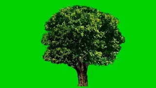 Tree blowing in the wind green screen