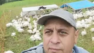 Пастбищные куры: до, после и во время.