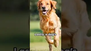 5 dog facts #facts #fact #factshorts #animallover #youtubeshorts #youtube #animal #animalfacts