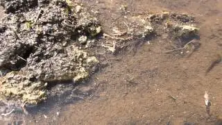 TADPOLES IN A PuDDLE   ^^