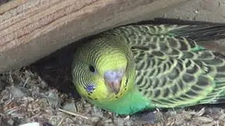 Осмотр гнезда в котором умер самец. Волнистые попугаи.