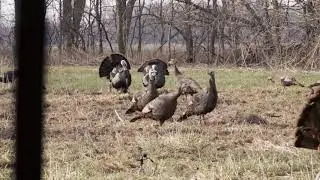 2018 Kansas Turkeys - 3 Bird Beat Down, Bow Hunting with Magnus Bullheads