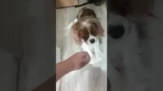 собака Эаомдальолкьк #memes #тренд #shorts #funny #fun