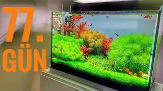 PLANTABLE GUPPY AQUARIUM | DAY 77 DEVELOPMENT AND CARE