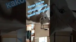 Когда Ещё Не Определился На Чьей Ты Стороне .#котики #shorts #милыекотята #юмор_на_коленке