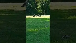 The Secret Society Meeting Of Crows #crows #meeting #birds #secret #backyard #blackbirds