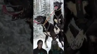 Dominant Dogs are not Always Lead Dogs #mushing #dogtraining