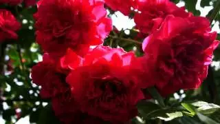 Слушать новую песню и видео 2015