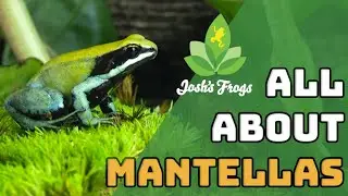 Green, Bronze, Beautiful, Golden, and Painted Mantellas, Oh My!