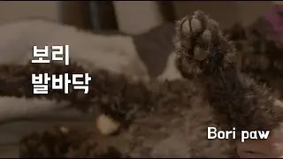 보리 발바닥 - Bori paw