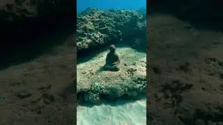 buddha statue discovered underwater #shorts