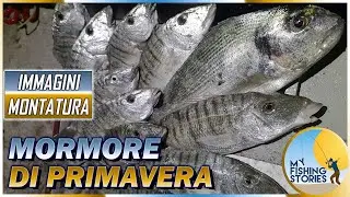 Le prime MORMORE DI PRIMAVERA | Innesco Bibi congelato e Montatura | Pesca a fondo dalla spiaggia