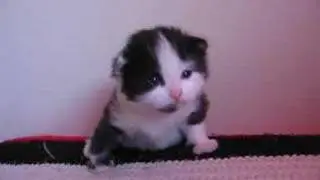 Moo mooing