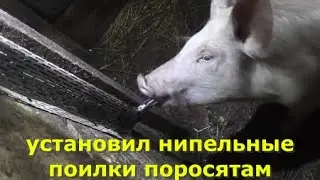 Ниппельные поилки для свиней.