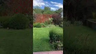 Поздняя любовь! Я люблю вас , друзья! #шортс #дача #garden #сад #цветы #spring #любовь