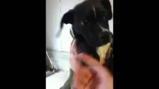 Another cute boxer puppy