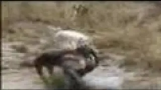 SWINE STOPPERS DVD PREVIEW
