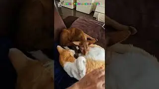 Батл диванных телепузиков😸😜 