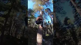 How to climb down tree without branches