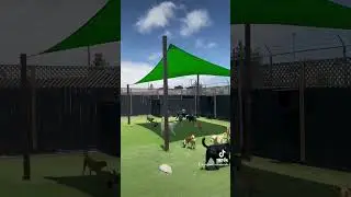 Paw Commons Pet Resort in San Diego 🐾🐶 #shadesails shazeeboshadesails #sandiegoca #sanmarcosca