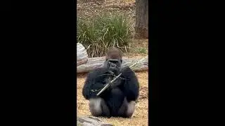 Gorilla ate something #animals #gorilla #shorts