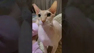 когда наставила телефон на кота😊 #доброеутро #cat #смешнойкот #котыприколы #тихон  #приколыскотами