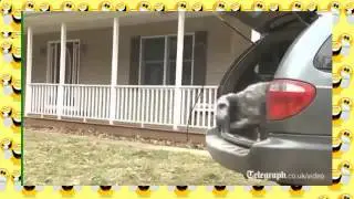 Смотрите и удивляйтесь! Приколы с животными