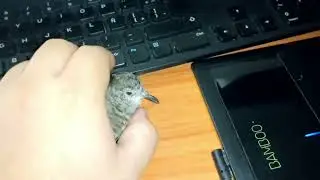 Monetizando mi pajarito