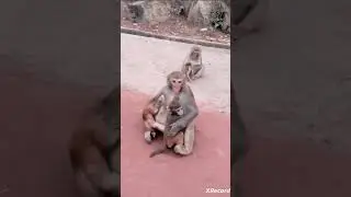 Monkey twins