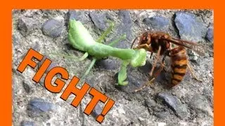 🐝 Suzumebachi VERSUS Praying Mantis - Real Japan Monsters 雀蜂とカマキリの戦い ***GRAPHIC CONTENT***