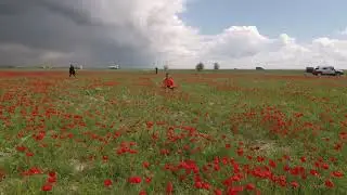 Маковые поля