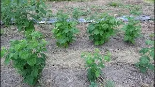 Малина на грядке Розума - посадка весной 2017г.