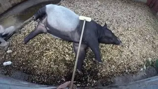 A rare birth