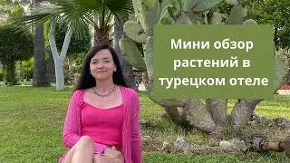 Растения в Турции