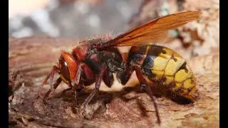 L'étrange comportement du frelon européen Vespa crabro