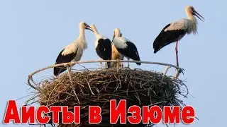 Аисты в Изюме