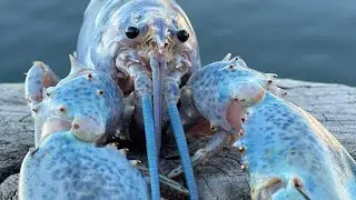 BLUE LOBSTER JUMPSCARE