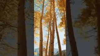North Carolina Nature 