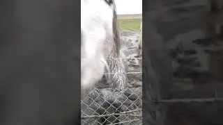 Horse cruelty in rhymney Merthyr Tydfil is getting worse