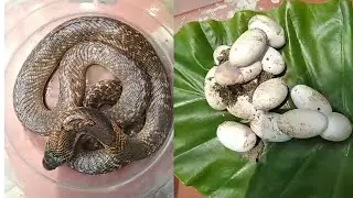 Venomous king Cobra 🐍 in house #snake #snakevideo #snakes #snakeeggs #wildanimals #wildlife