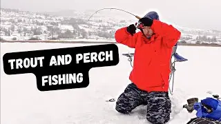ICE FISHING for Trout and Perch! So AGGRESSIVE //Swan Lake//
