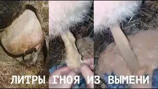 КАМЕННОЕ ВЫМЯ У КОРОВЫ ИЛИ КАК РАСПОЗНАТЬ НАРЫВ
