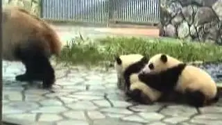 pandatwin