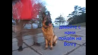 Мы с папой и Бэсстой пошли гулять на Волге.