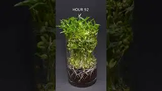 Mung Beans - Time Lapse
