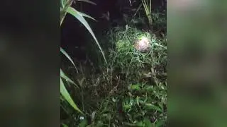 Penampakan Kucing Tidur Jatuh Dari Pohon Di Tengah Malam